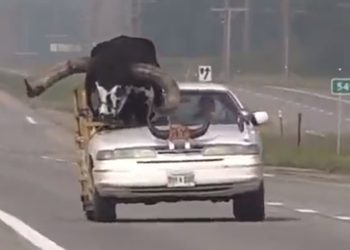 프리웨이 승용차에 거대황소가…운전자 체포(영상)