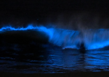 남가주 해변 ‘푸른빛 야광파도’ 환상적 야경…생체발광시즌 돌아왔다