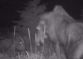 알래스카 무스가족 기막힌 운명, 곰·늑대 동시공격(영상)