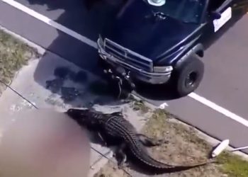 플로리다서 사람 시신 물고다니던 악어 발견(영상)