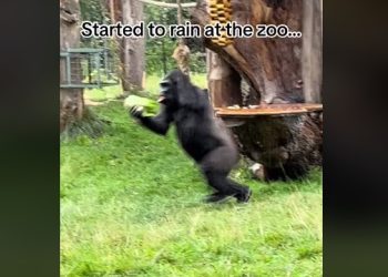소나기 피하는 고릴라 “사람 인줄”(영상)