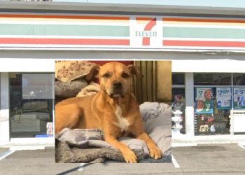 LA 세븐일레븐서 견주 폭행, 대형견 강탈 납치