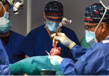 메릴랜드대, 2번째 돼지심장 이식수술…초기반응 매우 좋아