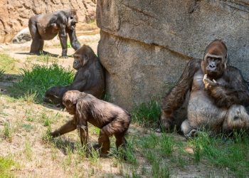 ‘세계 고릴라의 날’ LA ZOO 고릴라 가족(영상)