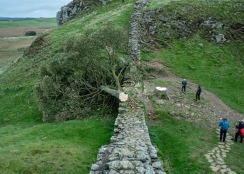 [이런일도] ‘로빈후드 나무’ ‘댕강’ 잘려…누가 이런 짓을