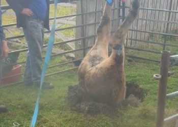 싱크 홀에서 암소가…소떼도 신기한 듯(영상)