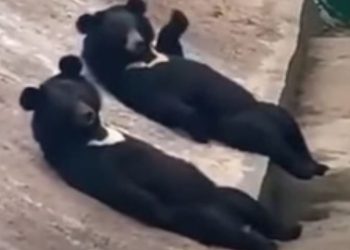 등대고 눕고 인사까지…‘사람이야 곰이야'(영상)