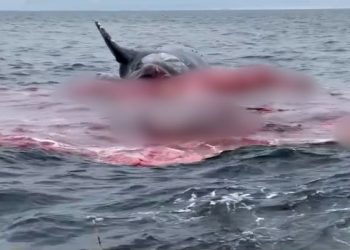 캘리포니아 바다 떠 있던 고래 사체 폭발(영상)