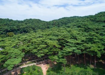[여행]’꼭 가봐야할 한국 100대 명품 숲’은 어디?