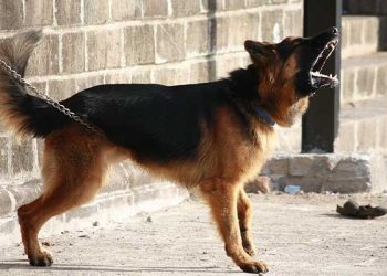 LA다운타운 60대 행인 공격하던 개, 경찰 총 맞아