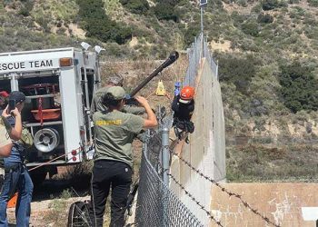 LA 터헝가 절벽서 웅덩이 빠진 사슴 극적 구조
