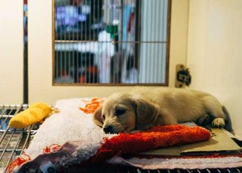 생활고에 애완견 포기하는 미국인 증가