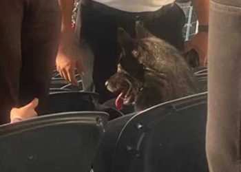 메탈리카 공연 나홀로 관람 애완견, 주인 찾았다