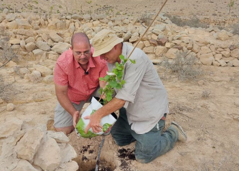 멸종된 고대 포도, 네게브 사막서 DNA연구로 복원