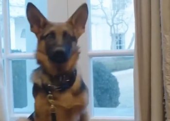 바이든 반려견에 11명 물려…백악관서 퇴출(영상)