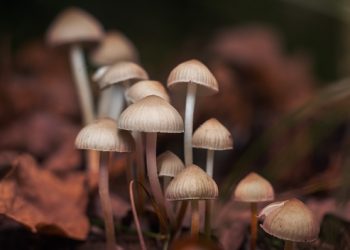 환각 버섯 합법화 무산…뉴섬 주지사, 거부권 행사