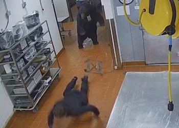 리조트 침입 야생 흑곰,  한 방에 경비원 날려보내(영상)