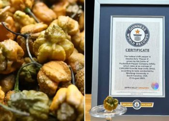극강의 매운맛…미국서 등장한 ‘가장 매운 고추’