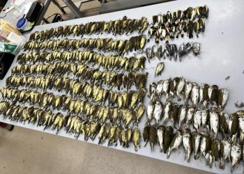 ‘새 무덤’시카고…하루 밤새 철새 1000마리 떼죽음