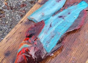 알래스카서 속살 파란 물고기 잡혀(영상)