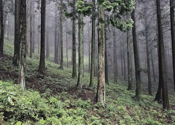 한국 100대 명품숲은?…인제 자작나무숲·무등산 편백숲 등