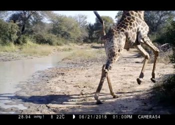 [학술]”사자 울음소리보다 사람 목소리 더 무서워해”