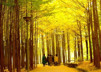 [서울 가면]아름다운 서울 단풍길 99선