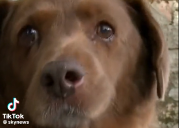 최고령 개, 31세로 사망…장수비결은 ‘이것'(영상)