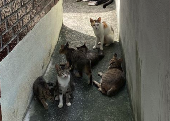 [이런일도]길고양이 도축해 양꼬치·소시지로 둔갑시켜