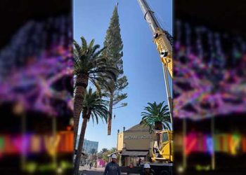 “벌써 크리스마스 시즌”…시타델 아웃렛 크리스마스 트리 도착