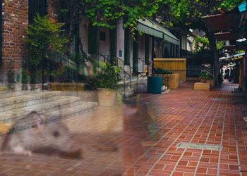 LA다운타운 관광명소 거리 쥐떼 창궐…커피숍, 노점상 영업조차 어려워