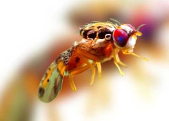 캘리포니아 초파리 방역 대책 비상 “과일 농사 망칠라”