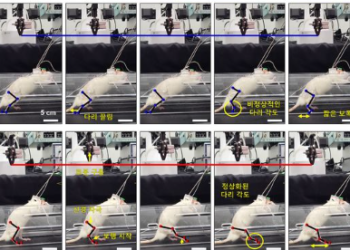 조직 손상된 쥐가 3일 만에 보행…신조직재생필러 개발