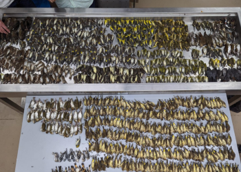 철새 1000마리 떼죽음..시카고 빌딩이 내놓은 ‘대책’은?