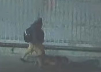 차량추격전 여성, 애완견 끌고 뛰어서 도주 ‘진풍경'(영상)