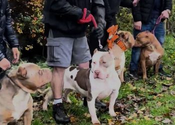 금지견 ‘XL 불리’견주들 항의 “우리 개는 안물어요”(영상)