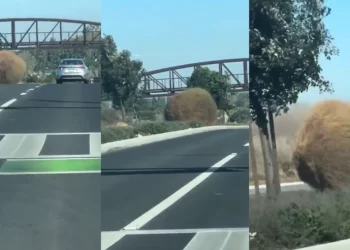 샌타애나 강풍 속 집 채 만한 거대 회전초 포착(영상)