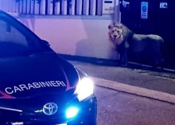 서커스단 사자 탈출…주택가 공포의 7시간(영상)