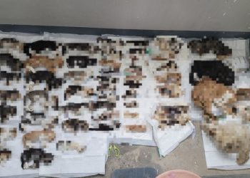 [이런일도] 고양이 사체 500여구 발견…동물저장강박증