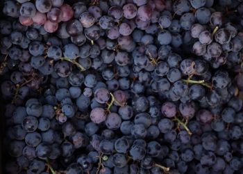 50년새 남성 정자 수 50% 감소…이유는