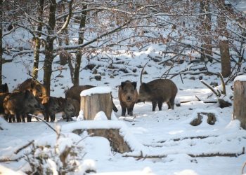 캐나다 멧돼지떼 미국 위협…35개주서 출몰, 600만마리