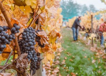 세계 와인 생산량 60여년 만에 최저