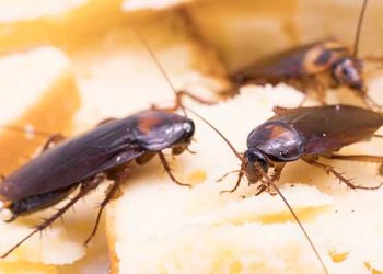 전국 최악의 바퀴벌레 도시는 휴스턴, 샌안토니오…LA는?