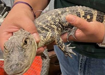 악어 키우는 홈리스…홈리스 텐트촌에 악어 ‘기겁’