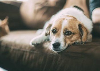 LA 지역 애완견 호흡기 괴질 확산 중…보건당국 긴장