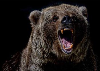 곰 습격에 칼 한 자루로 맞선 소방대원들