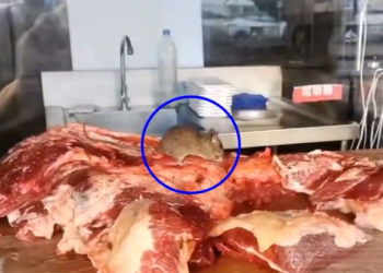 쥐가 뜯은 고기로 훠궈?…中 또 위생 논란