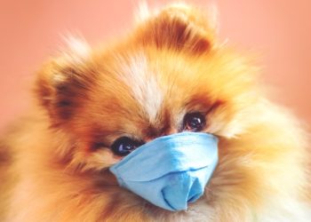 캘리포니아 등 전국서 폐렴 유발 ‘정체불명’ 개 호흡기 질환 확산