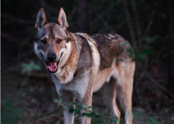 키우던 개에 물려 3개월 아기 사망…알고보니 ‘늑대개’
