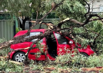 벼락 맞은 나무, 차 덮쳐…간발 차 구사일생
